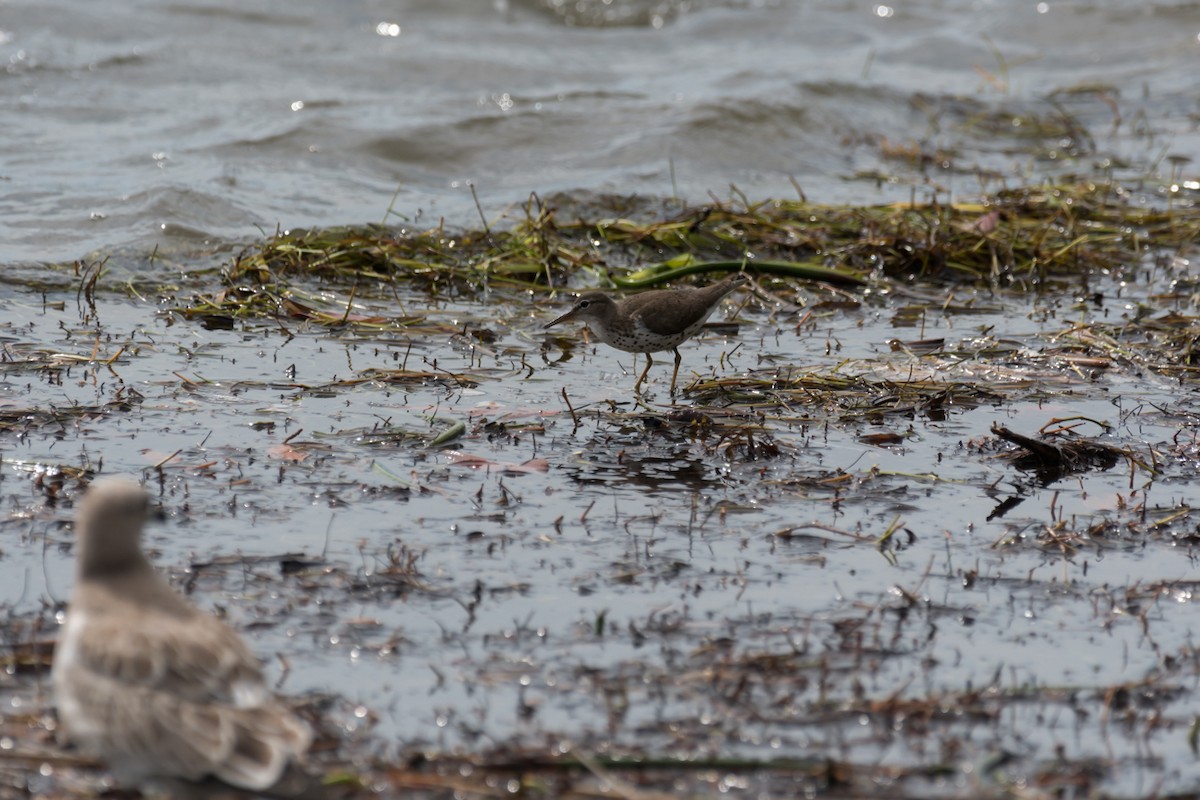 Spotted Sandpiper - ML604701211