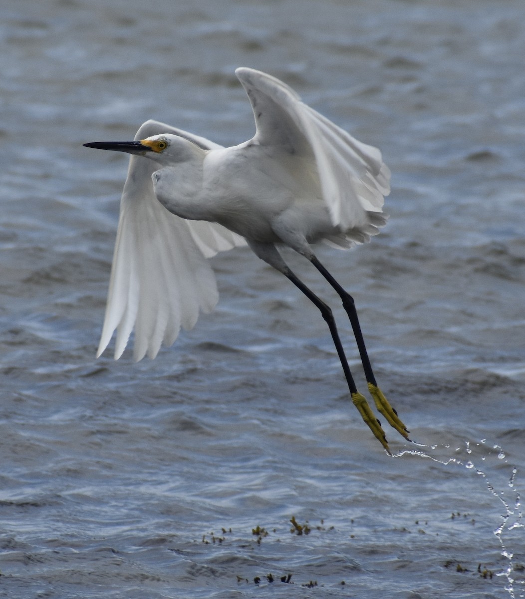 Snowy Egret - Douglas Lister