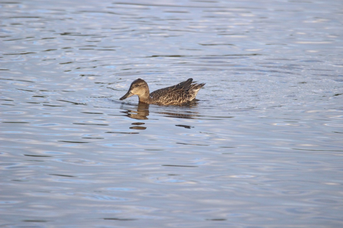 Green-winged Teal - Tim Zanto