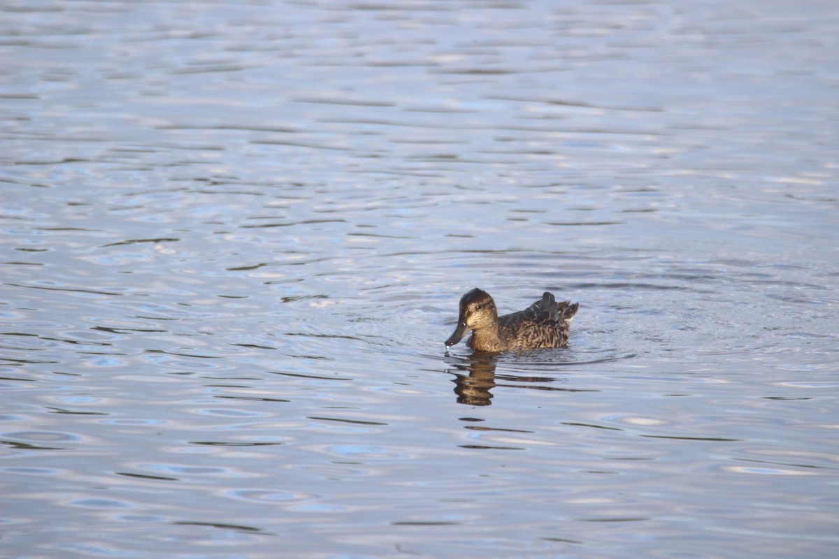 Green-winged Teal - Tim Zanto