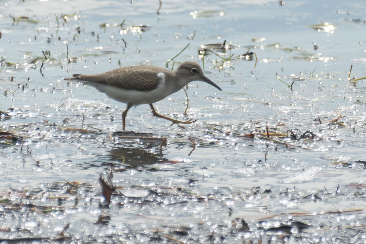 Spotted Sandpiper - ML604703761