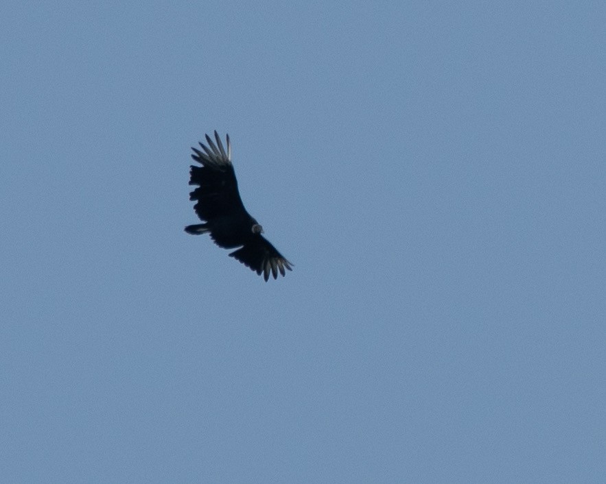 Black Vulture - ML604703851