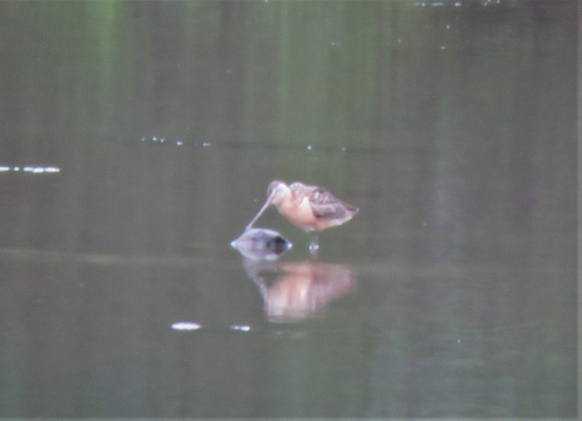 Long-billed Dowitcher - ML604704881