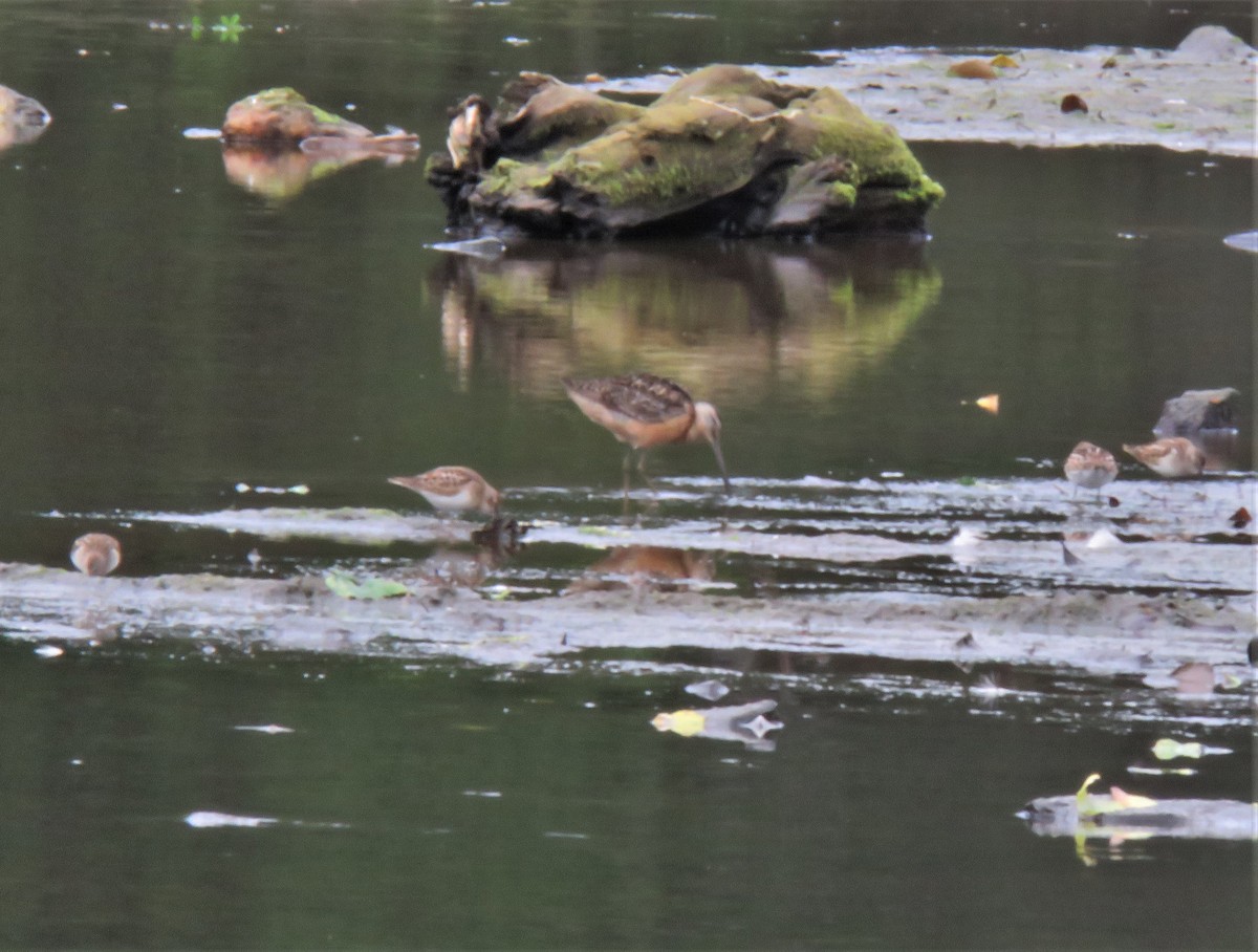 Long-billed Dowitcher - ML604704901