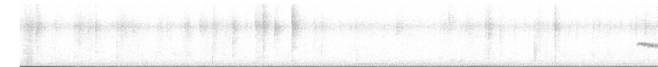 White-bellied Antbird - ML604705491