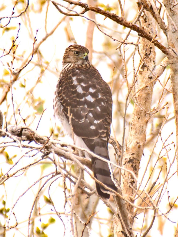 Cooper's Hawk - Doyle Wilson