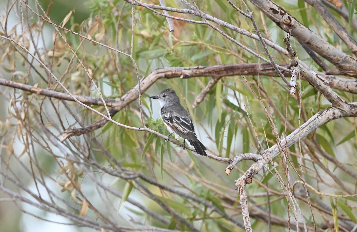 Ash-throated Flycatcher - ML604706361