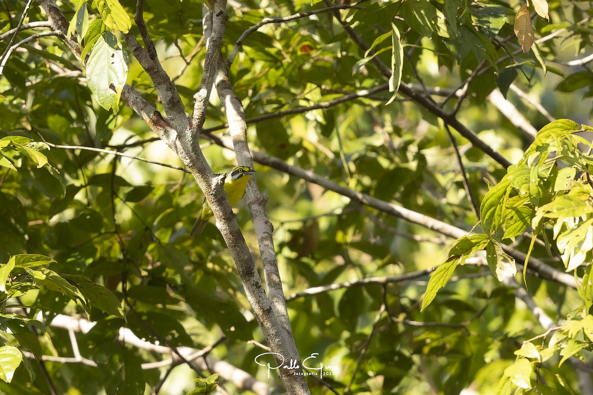 Slaty-capped Shrike-Vireo - ML604706621