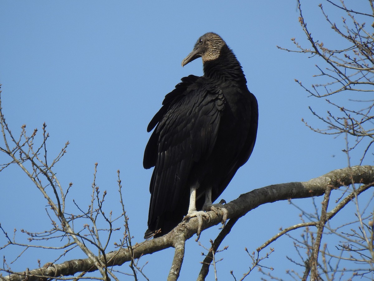 Black Vulture - ML604706731