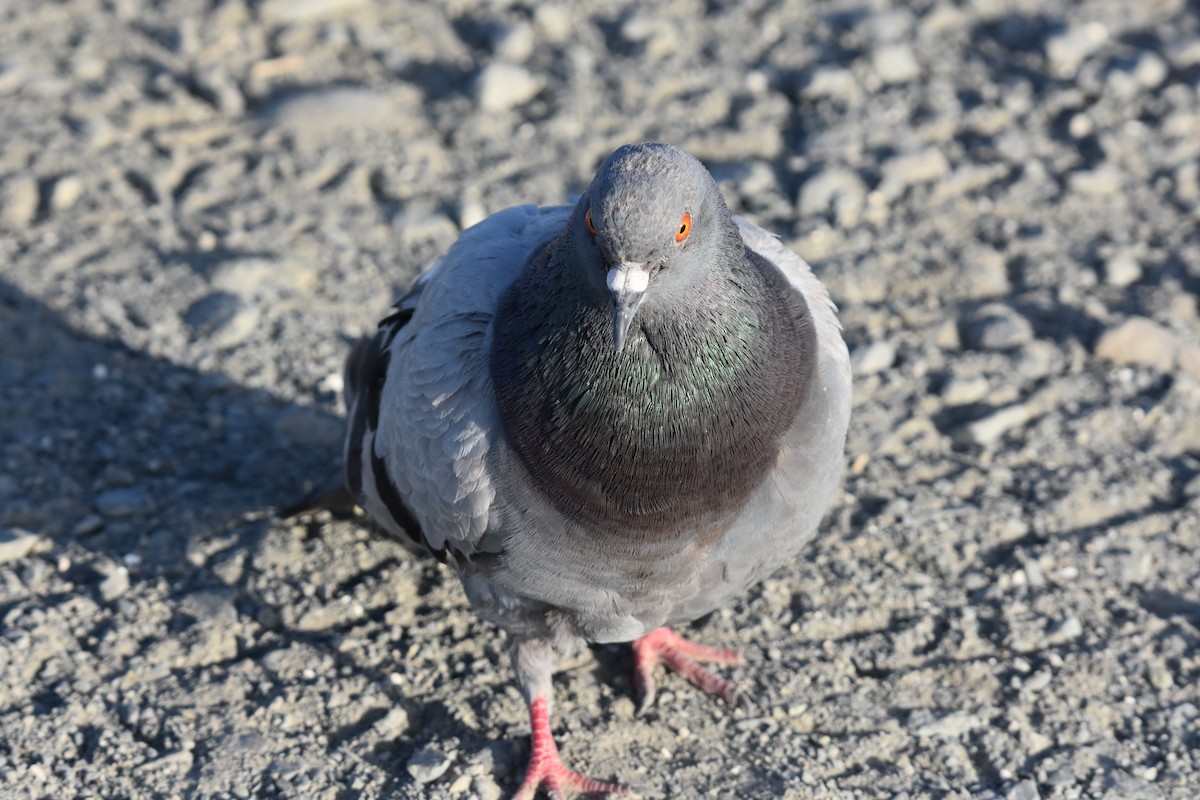Pigeon biset (forme domestique) - ML604707181