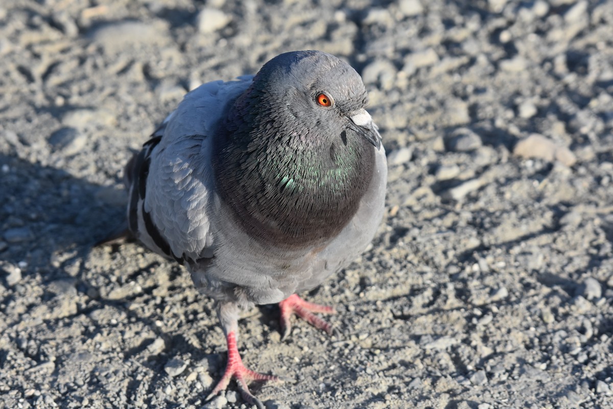 Rock Pigeon (Feral Pigeon) - ML604707191