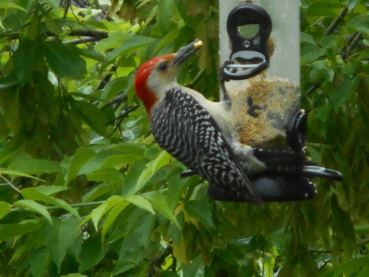 Red-bellied Woodpecker - ML60470741