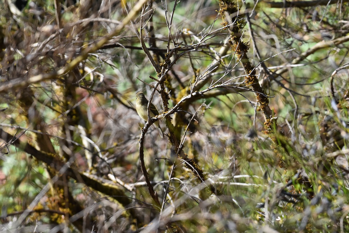 Western Flycatcher (Pacific-slope) - ML604708001