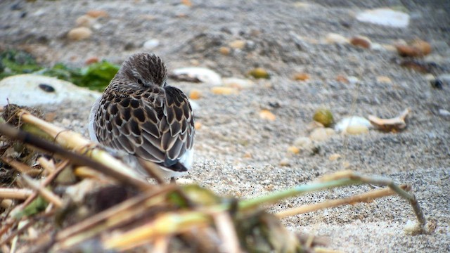 Semipalmated Sandpiper - ML604708131