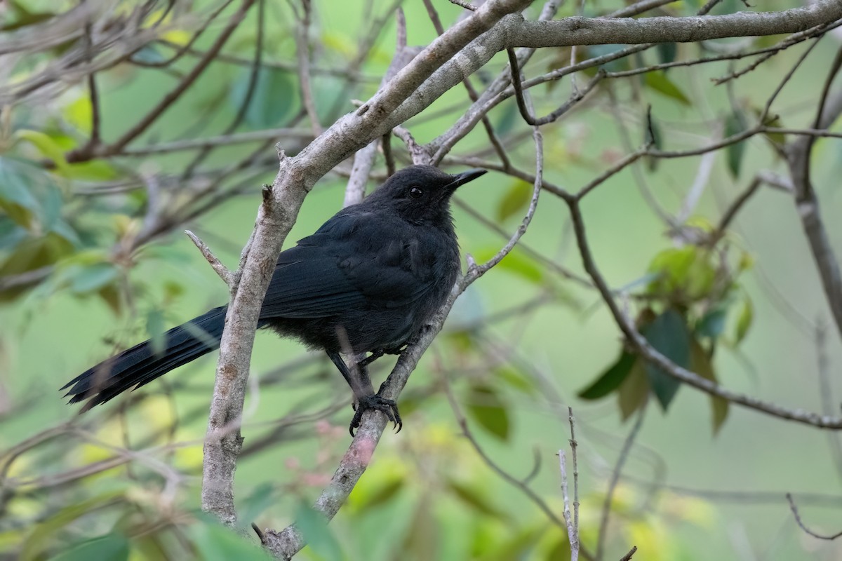 Blue Mockingbird - ML604709801