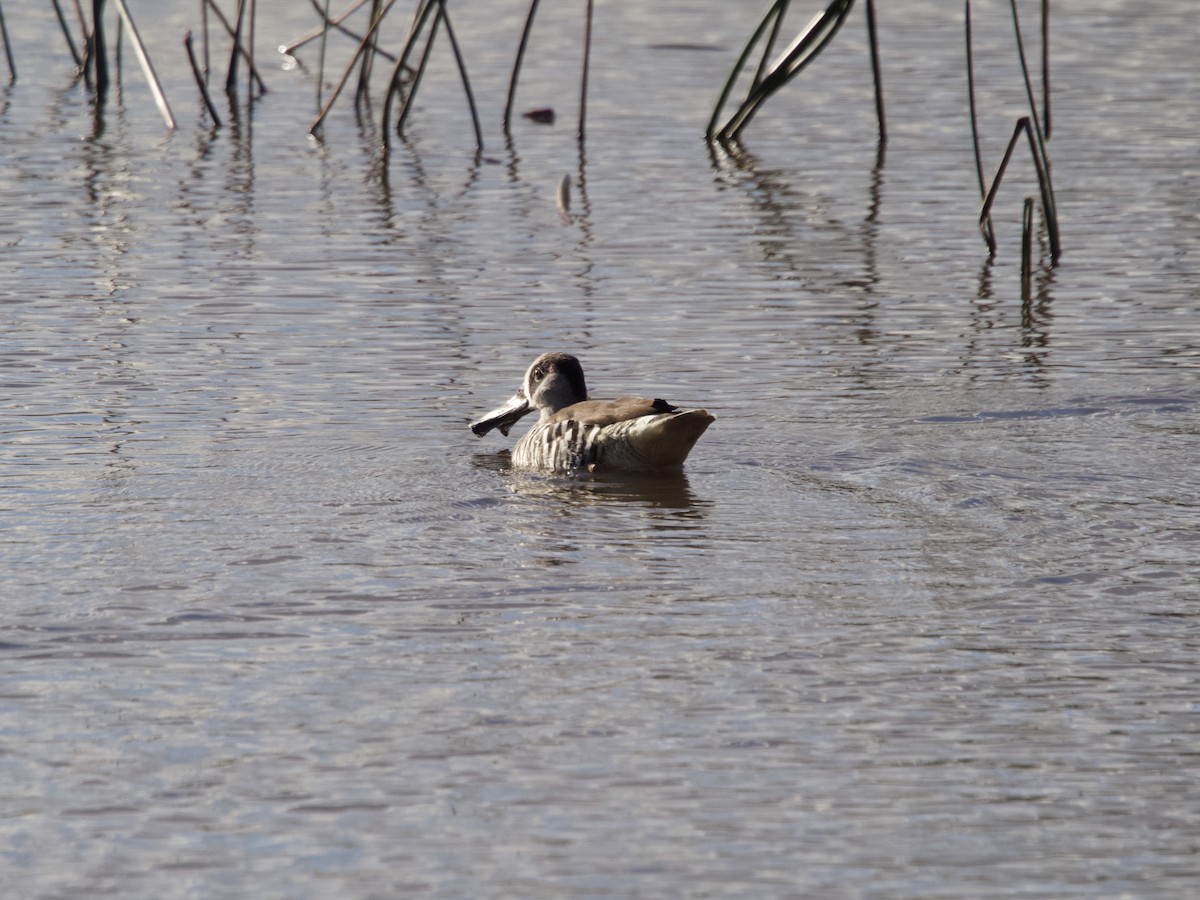 Pink-eared Duck - ML604711021