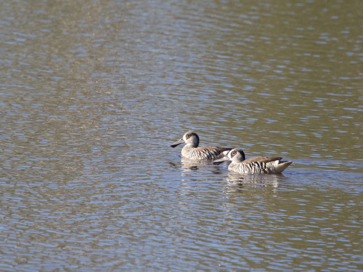 Pink-eared Duck - ML604711211