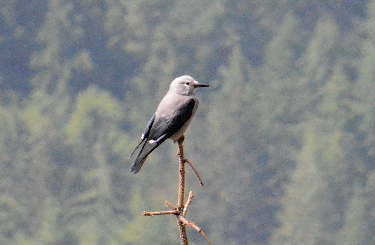 Clark's Nutcracker - ML604711421