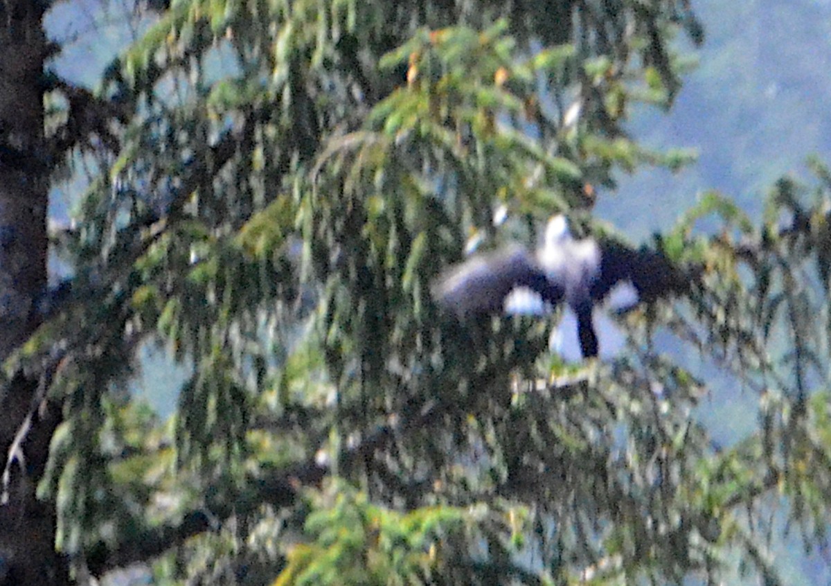 Clark's Nutcracker - ML604711431