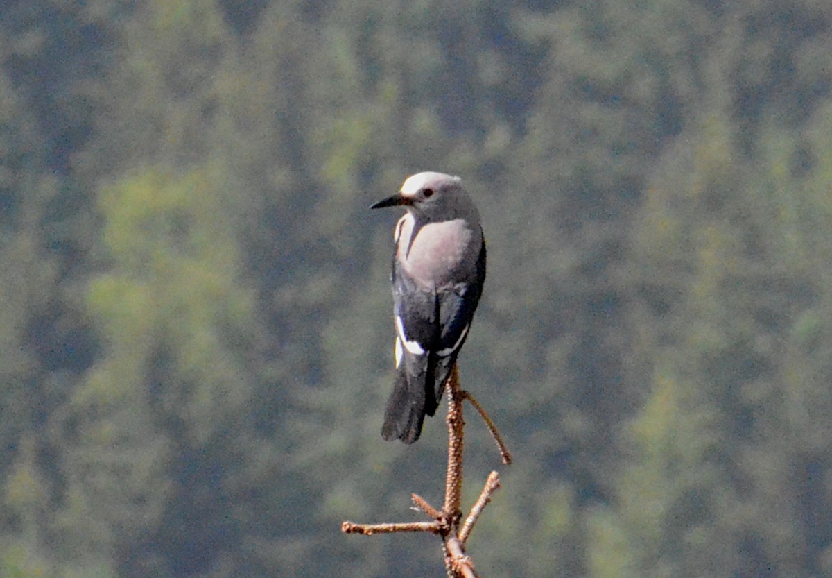 Clark's Nutcracker - ML604711441
