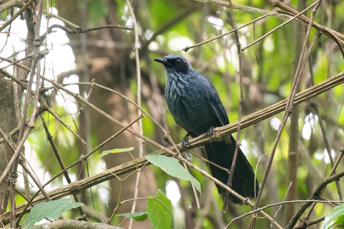 Blue Mockingbird - Adam Jackson