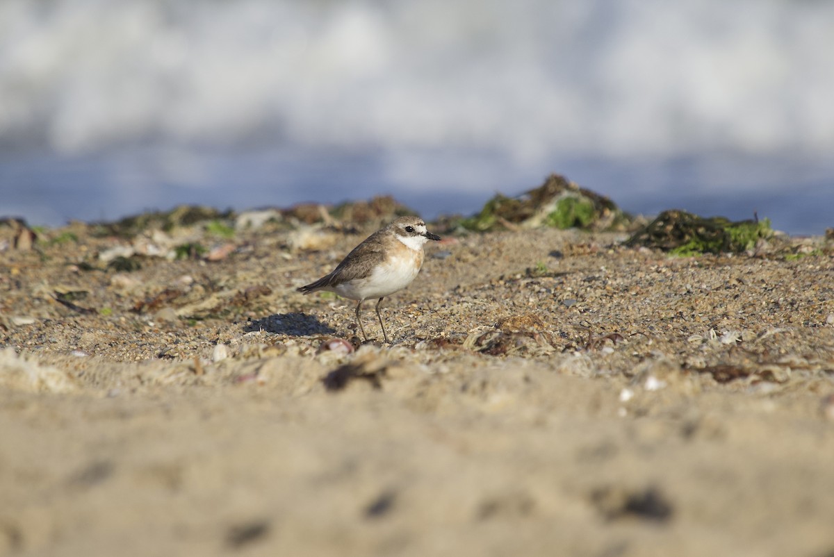 Siberian Sand-Plover - ML604711771