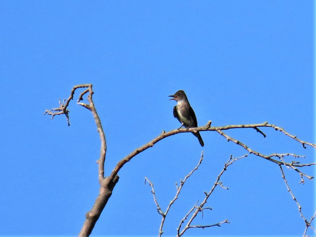 Olive-sided Flycatcher - ML604711851