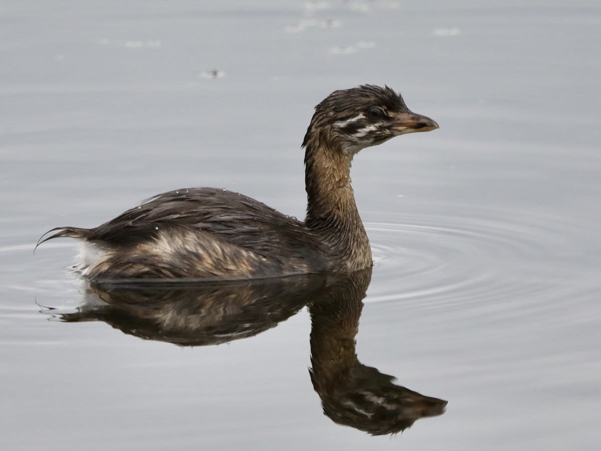 Pied-billed Grebe - ML604712281