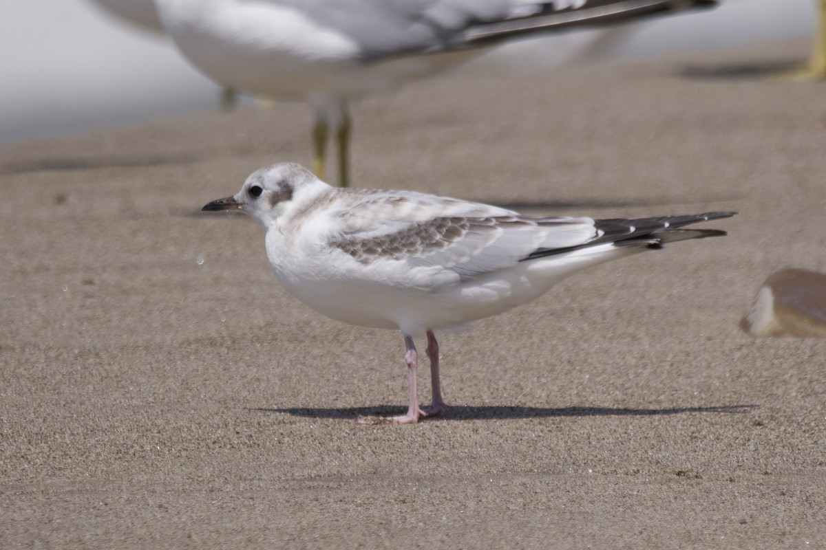 Bonaparte's Gull - ML604712391