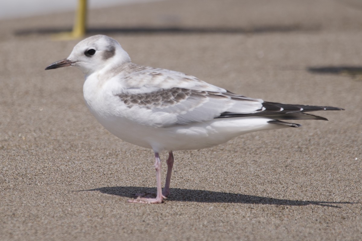 Bonaparte's Gull - ML604712401