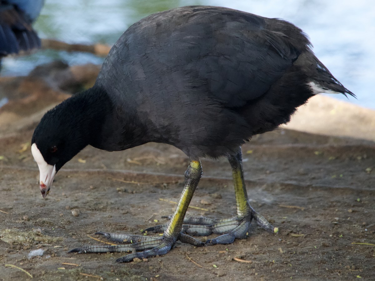 American Coot (White-shielded) - ML604712961