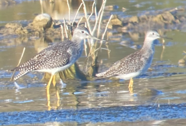 Greater Yellowlegs - ML604713081