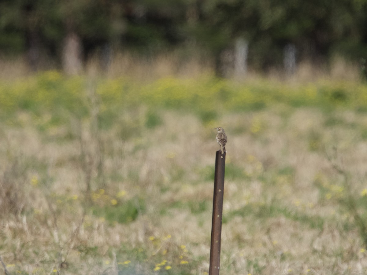 Australian Pipit - Yvonne van Netten