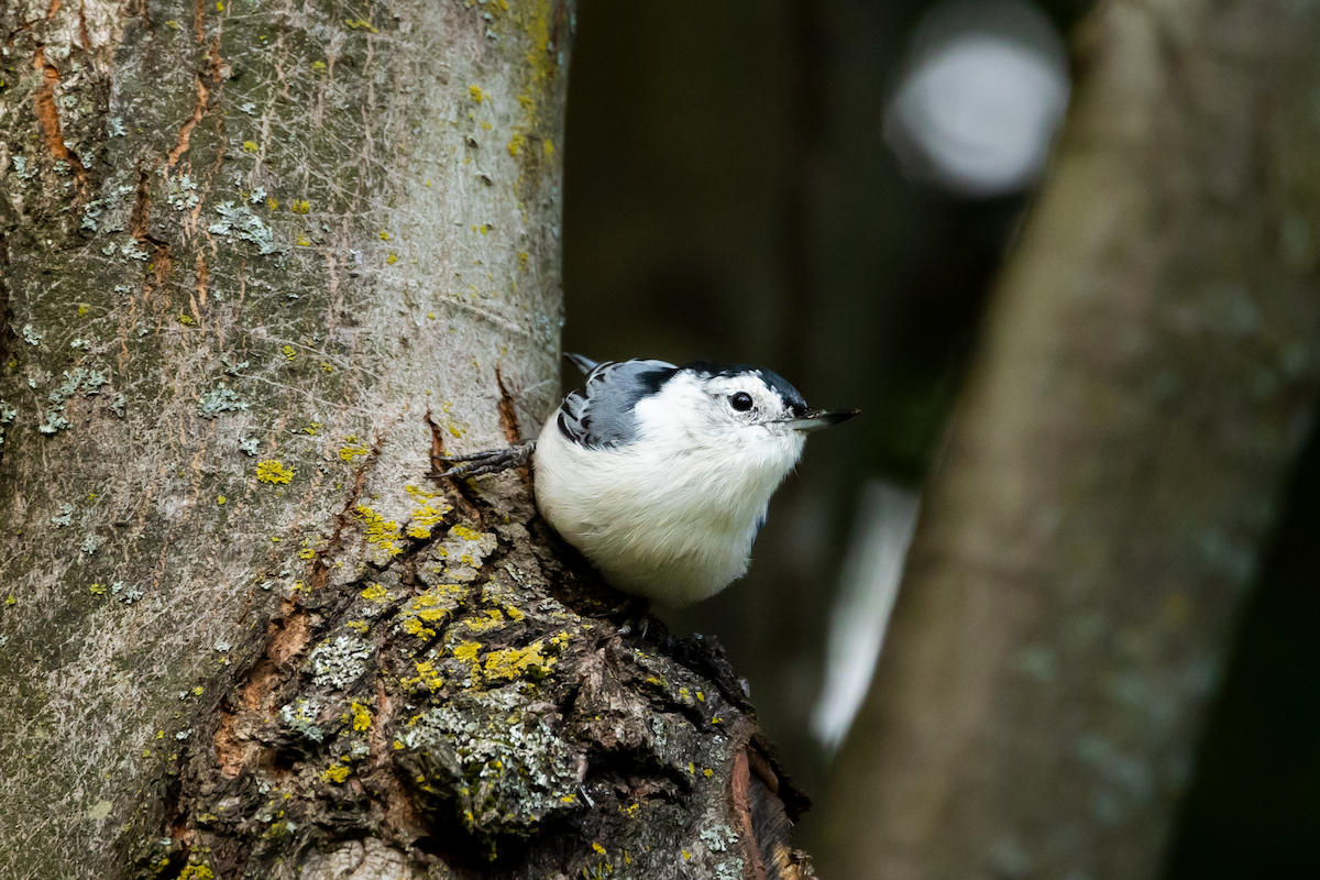 White-breasted Nuthatch - Han Tay