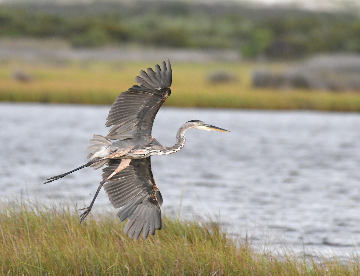 Great Blue Heron - David True