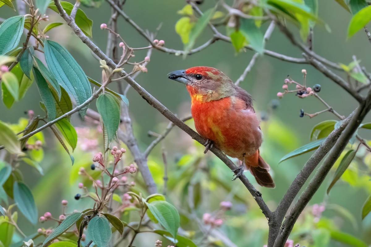Hepatic Tanager - ML604713801