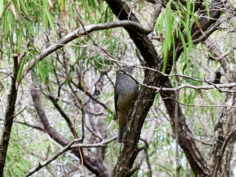 Rufous Whistler - Keith Morris