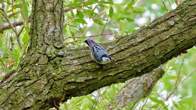 White-breasted Nuthatch - ML604714081