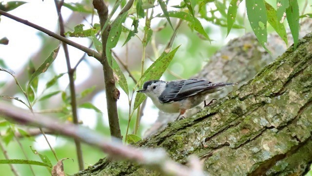 White-breasted Nuthatch - ML604714091