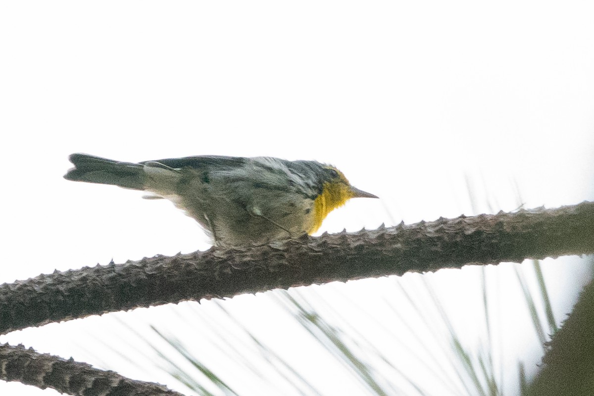ponderosaparula - ML604714281