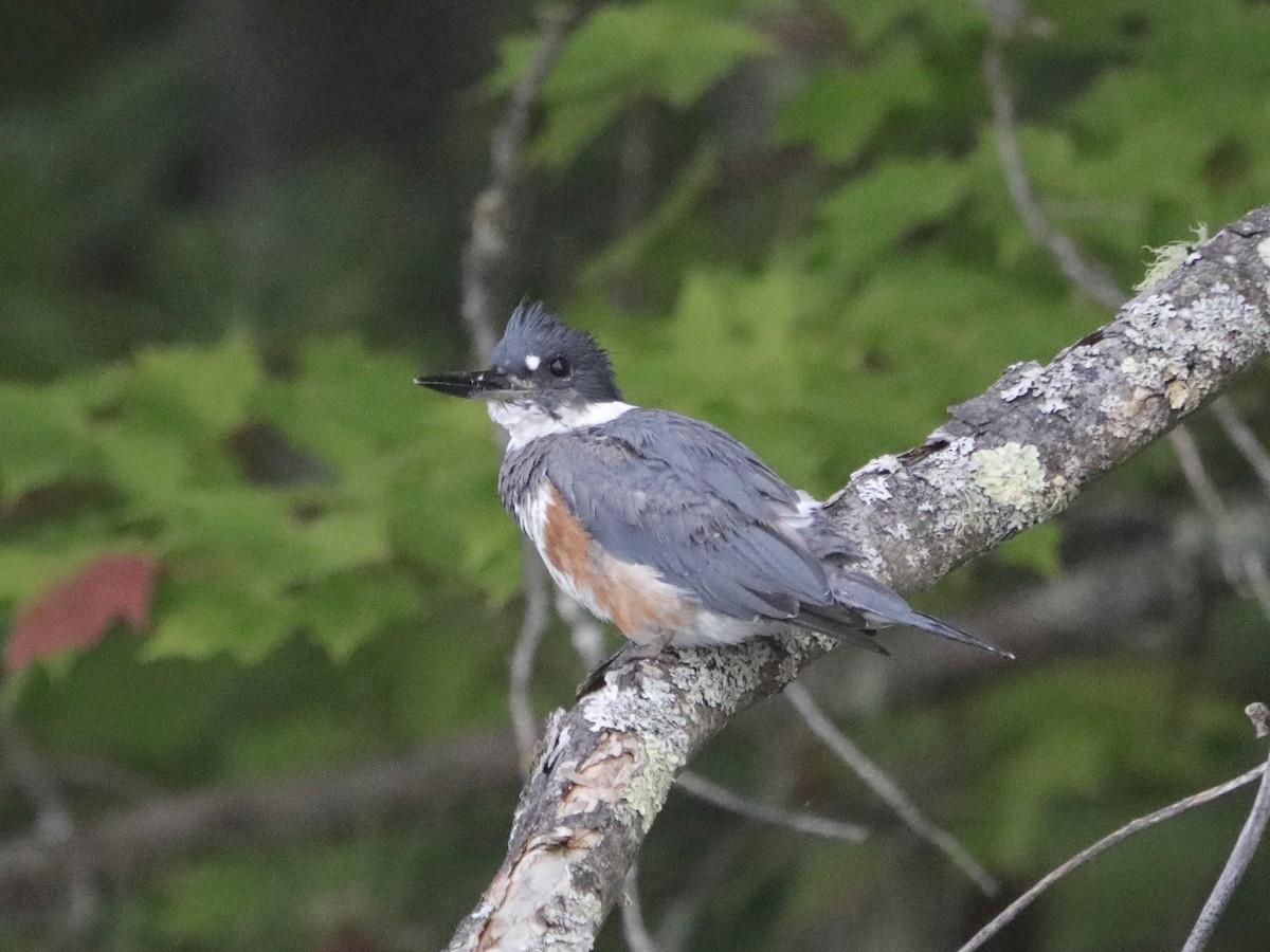 Belted Kingfisher - ML604714561