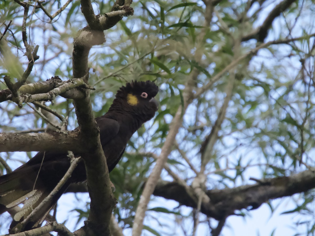 Yellow-tailed Black-Cockatoo - ML604714901