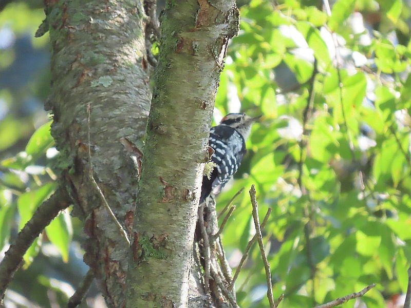 Downy Woodpecker - Tracy The Birder