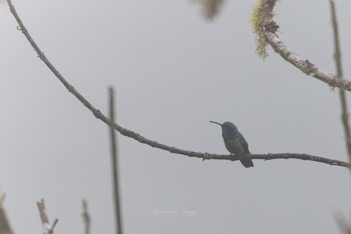 kolibřík modrouchý (ssp. cyanotus/crissalis) - ML604715141