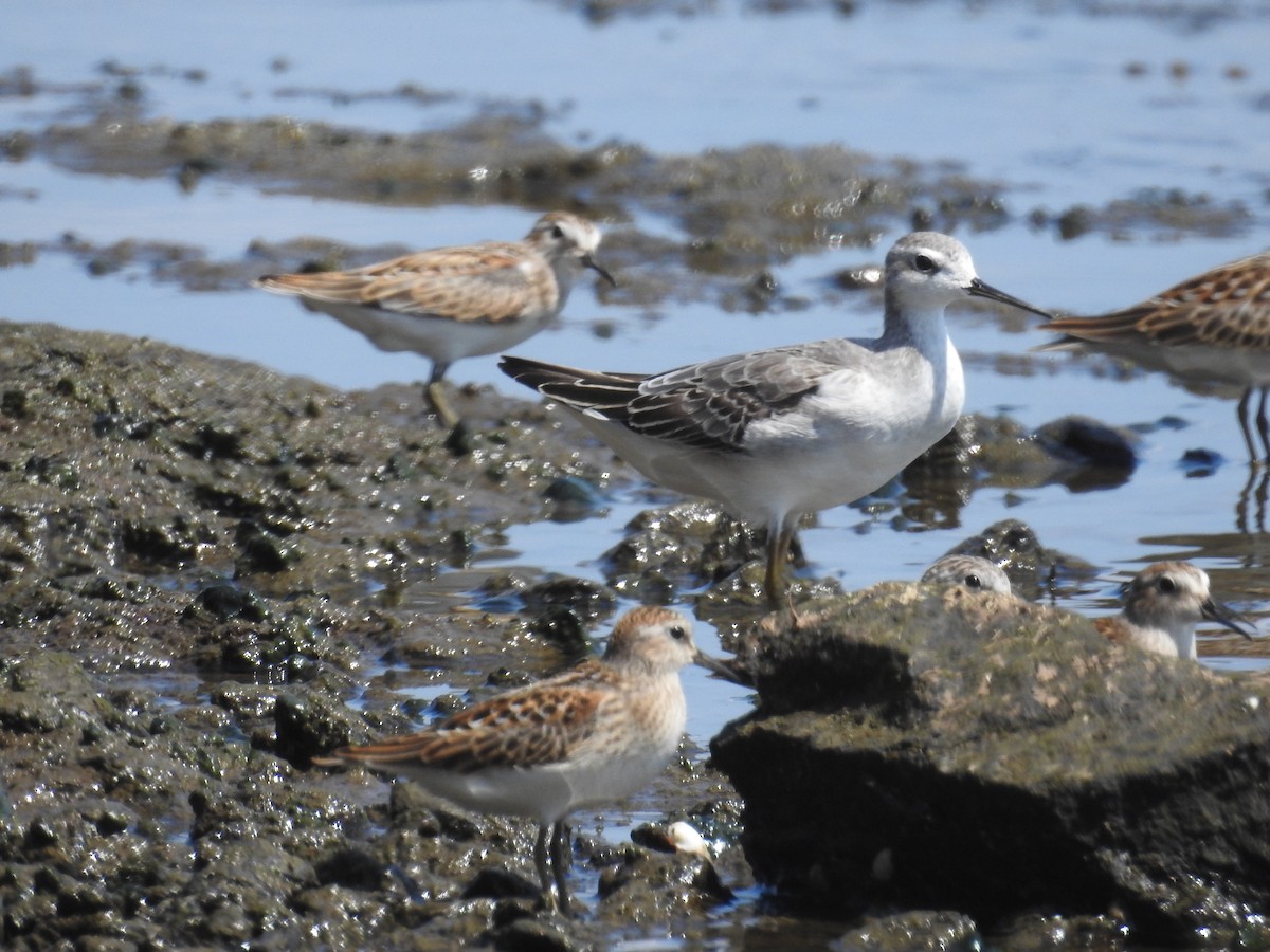 Wilson's Phalarope - Ron Martin