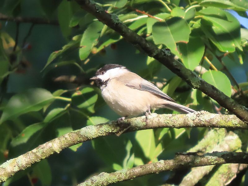 Carolina Chickadee - ML604715911