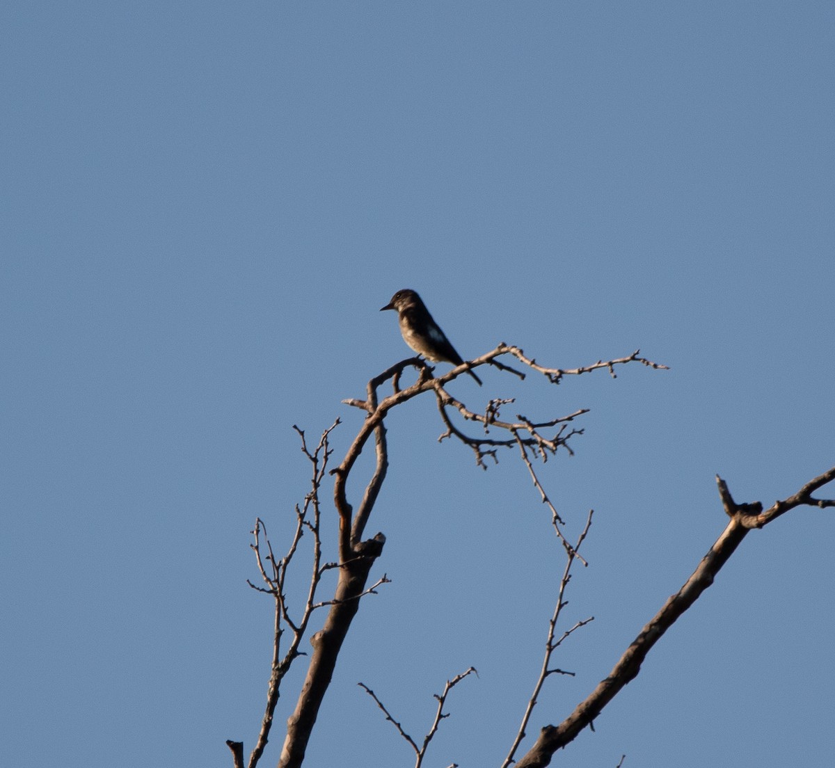 Olive-sided Flycatcher - Chad Meyer