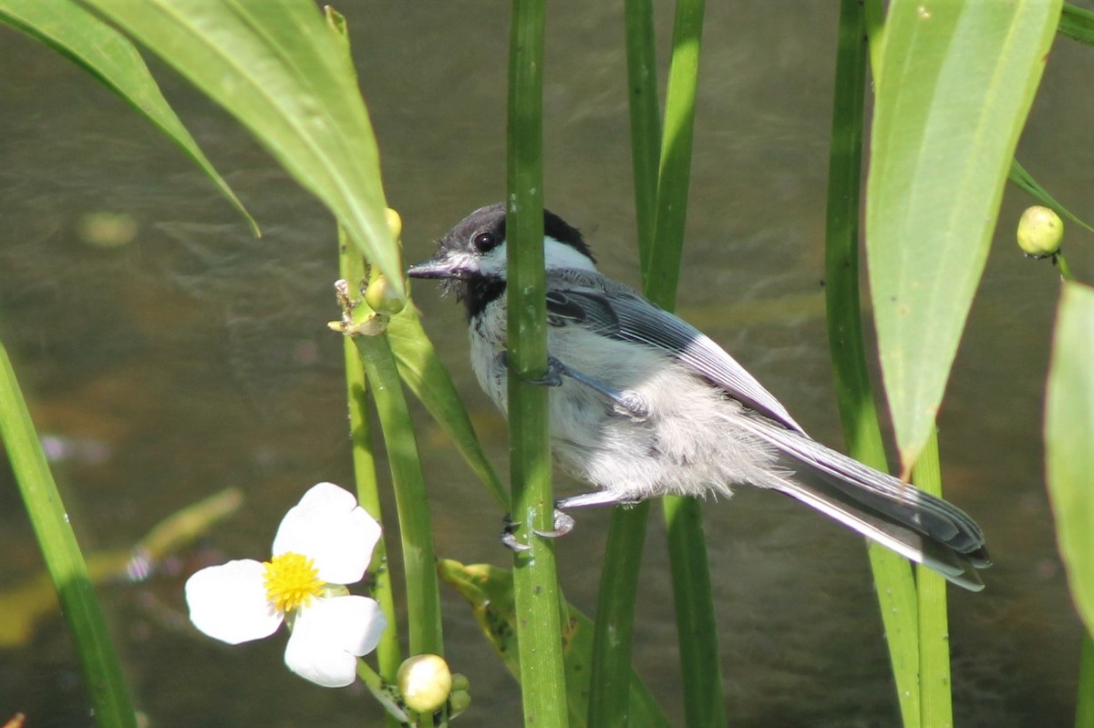 Black-capped Chickadee - ML604716551