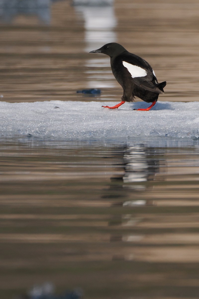 Black Guillemot - ML604717261