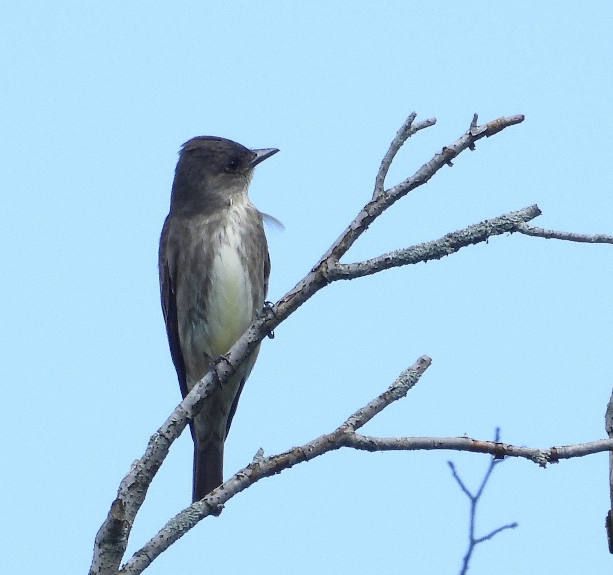 Olive-sided Flycatcher - Bela Anand-Apte